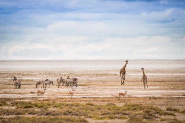 Schönfeld Safaris offers the ambitious hunter a w...